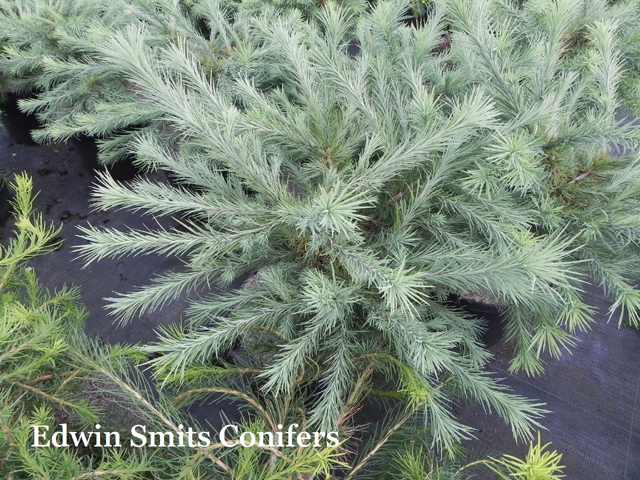 Larix marschlinsii (x) (L. kaempferi x L. decidua) 'Filips Road Show'